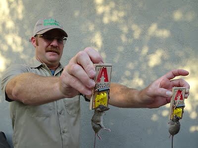 rodent trapping
